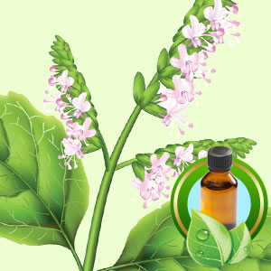 1oz Patchouli Organic Essential Oil